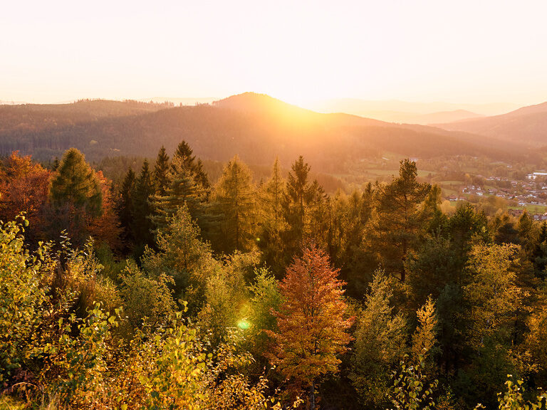 Luftaufnahme des herbstlichen Bayerischen Wald bei Dämmerung nahe beim Hotel Hüttenhof Luftaufnahme der herbstlichen Baumkronen im Bayerischen Wald bei Dämmerung