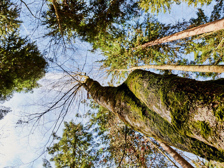 Blick von unten auf Baumkronen im Bayerischen Wald nahe des Hüttenhofs