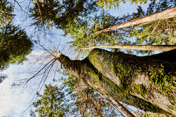 Baumkronen im Bayerischen Wald nahe des Hotels Hüttenhof Blick von unten auf Baumkronen im Bayerischen Wald nahe des Hüttenhofs