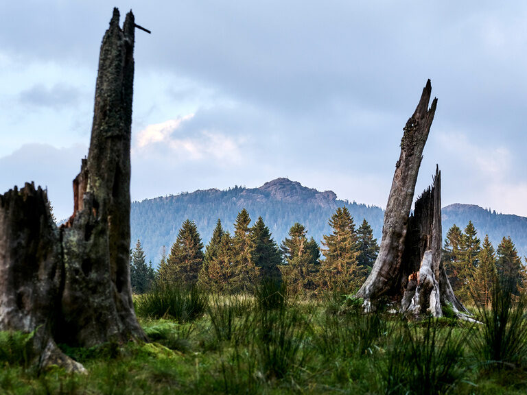 Baumstämme auf Wiese im Bayerischen Wald nahe beim Luxushotel Hüttenhof Baumstämme auf grüner Wiese umgeben vom Bayerischem Wald