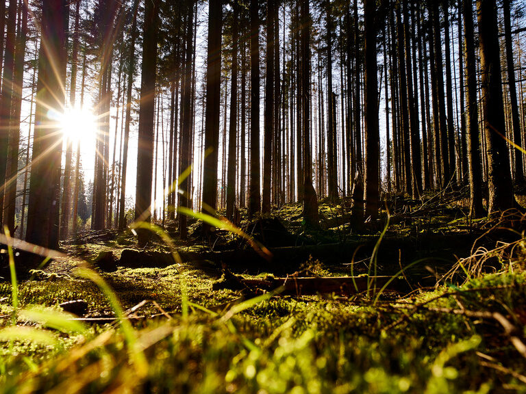 Sonnenstrahlen im Bayerischen Wald beleuchten das Moos am Waldboden