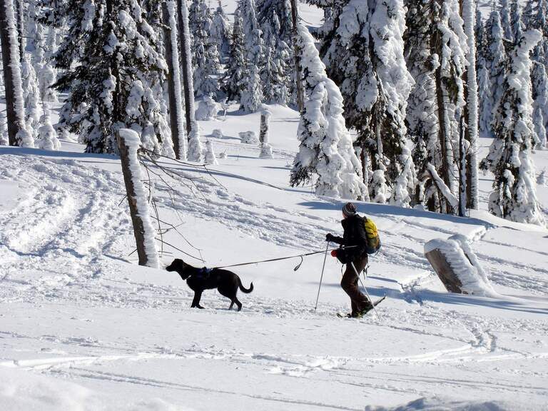 Winterwanderer mit Hund an der Leine erkundet den schneebedeckten Bayerischen Wald