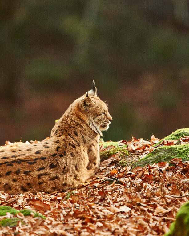 Luchs ruht auf einem mit Blättern bedeckten Felsen im Nationalpark Bayerischer Wald