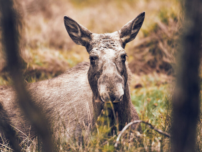 Elch im Nationalpark Bayerischen Wald nahe beim Luxushotel Hüttenhof Vorderansicht Elch in Natur im Bayerischen Wald