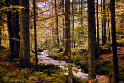 Ein kleiner Bach schlängelt sich durch einen herbstlichen Laubwald im Bayerischen Wald.