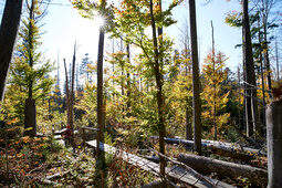 Ein Holzsteg führt durch herbstlichen Urwald im Nationalpark Bayerischer Wald. Sonnenlicht fällt durch die lichten Baumkronen.