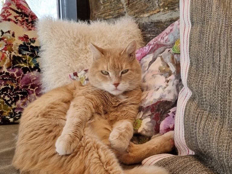 Hotelkater Felix mit rötlichem Fell in der Hotellobby