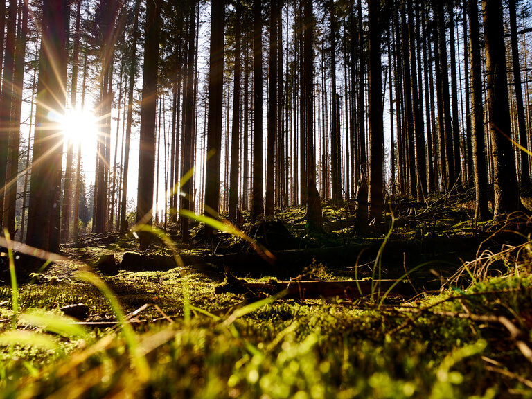 Landschaftsaufnahme vom Bayerischen Wald in Sonne nahe dem Wellnesshotel Hüttenhof Landschaftsaufnahme vom Bayerischen Wald aus niedrigen Perspektive, beleuchtet von der Sonne