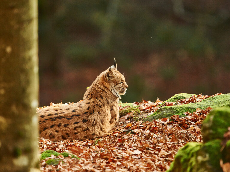 Luchs auf Felsen im Nationalpark Bayerischer Wald nahe dem Luxushotel Hüttenhof Luchs ruht auf einem mit Blättern bedeckten Felsen im Nationalpark Bayerischer Wald