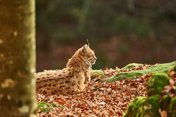 Luchs auf Felsen im Nationalpark Bayerischer Wald nahe dem Luxushotel Hüttenhof Luchs ruht auf einem mit Blättern bedeckten Felsen im Nationalpark Bayerischer Wald
