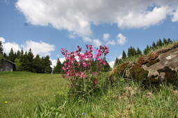 Naturlandschaft in Grainet Bayerischer Wald Naturlandschaft Grainet Bayerischer Wald