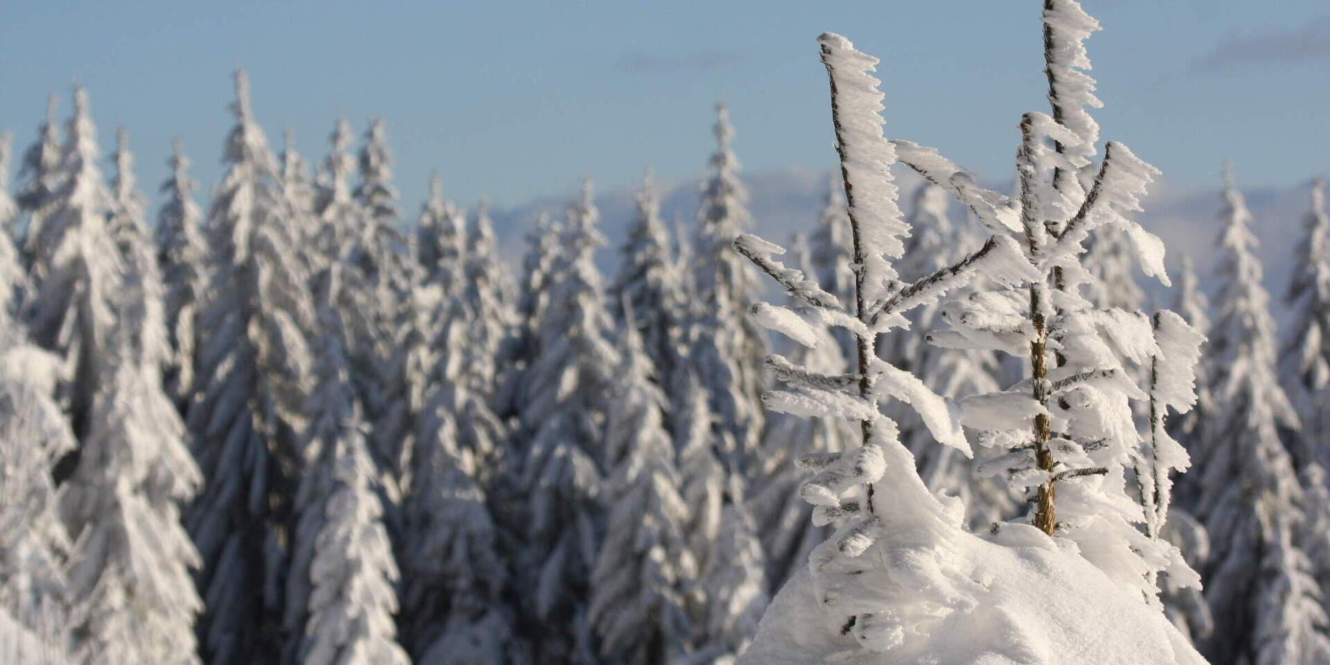 Naturlandschaft Winter Bayerischer Wald