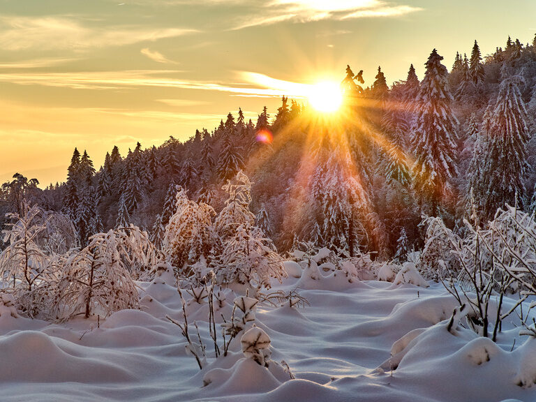 Verschneite Baumschmitzen durch die die Sonne bei blauem Himmel scheint