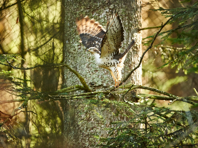 Waldkauz schlägt mit Flügeln auf Ast mit Baumstamm im Hintergrund im Bayerischen Wald