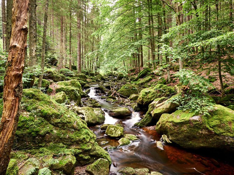 Wildbachklamm im Sommer, umgeben von grünen Bäumen im Bayerischen Wald